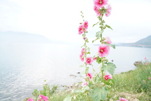 湖畔绽放的娇艳粉色花朵