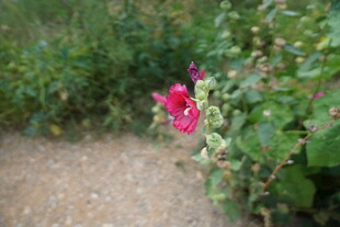 小径旁绽放的娇艳红花