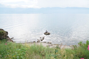 海边景致 花草与礁石相伴