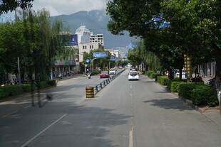 城市街道绿树成荫景象