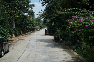 林荫小道 静谧自然之景