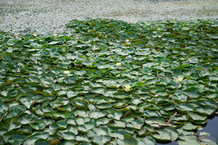 水面上的大片绿色浮萍