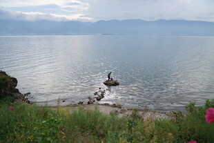 湖畔美景 水中孤石伴繁花
