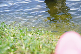 水边草地与粉色物体特写