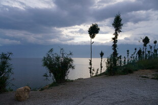 海边黄昏下的绿植与道路
