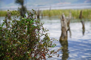水边绿植与枯木桩景观