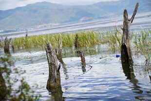 水中枯木 宁静自然景象