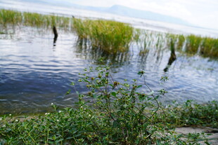 湖畔水草丰茂的自然景致