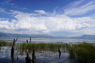 湖畔枯木与蓝天白云美景