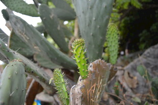 带刺仙人掌特写
