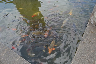 池塘中游动的多彩金鱼