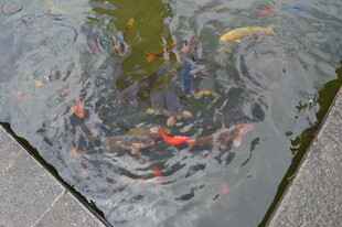 池塘中游动的多彩锦鲤