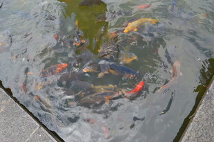 池塘中游动的多彩锦鲤鱼