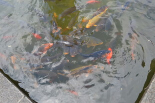 池塘中游动的多彩锦鲤