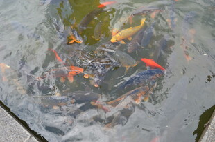 池塘中游动的多彩金鱼