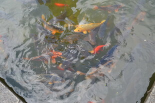 池塘中游动的多彩金鱼