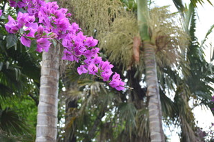 紫色繁花盛开的树木