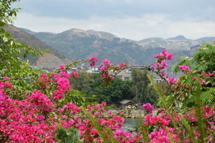 山间绽放的艳丽繁花