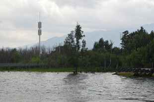 水边通信塔与葱郁树林