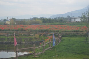 田园风光中的围栏与多彩旗帜