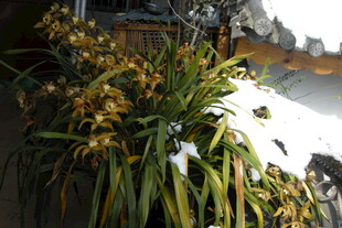 雪中绽放的艳丽兰花