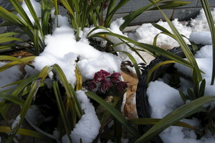 雪中绽放的艳丽花朵