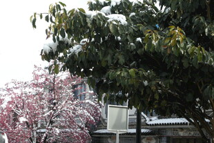 春日繁花与绿树相映