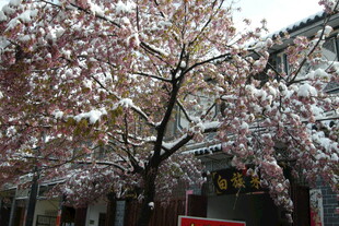 古街樱花绽放美景