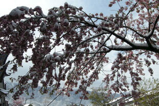 枝头覆雪的紫叶树景
