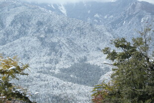 雪覆山峦间的葱郁树木