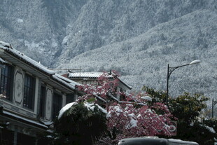 雪覆山村景 红梅绽屋旁