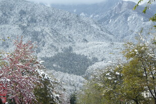 雪覆山林间的绚烂春色