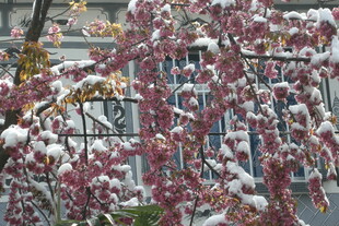 雪覆红叶树枝美景