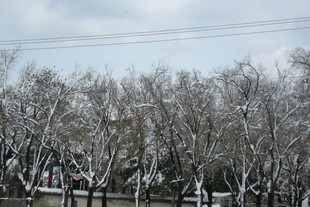 冬日银装素裹的树林景观