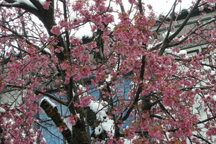 雪中绽放的娇艳樱花