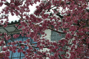 枝头繁花绽 春日美景现