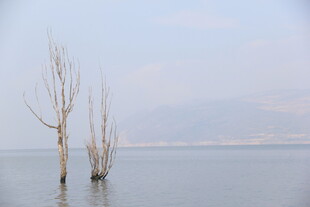 水中枯树 静谧湖景