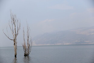 水中枯树 静谧湖景