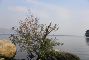 湖畔孤树 静美湖景风光