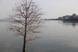 湖畔孤树 静谧冬日景致