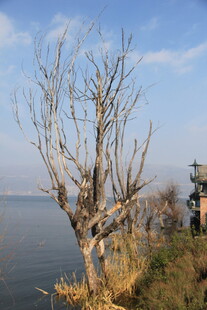 湖畔枯树旁的静谧景象