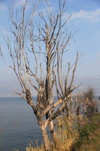 湖畔枯树 尽显萧瑟之美