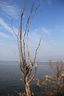 湖畔枯树 尽显萧瑟之美