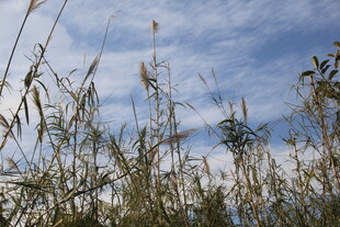 蓝天映衬下的摇曳芦苇