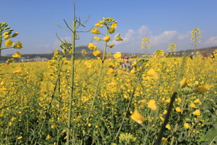 金黄油菜花田美景