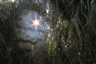 林间阳光洒落神秘景象