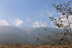 山间景致 枝叶伴远山蓝天