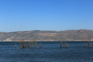 宁静湖景中的水中木桩