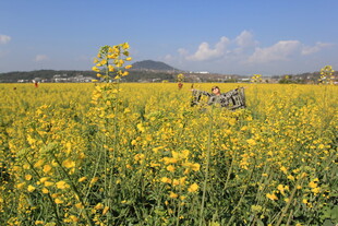 春日油菜花海中的骑行者