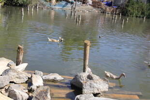 池塘边的鸭子与石块景观